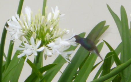 kolibries 